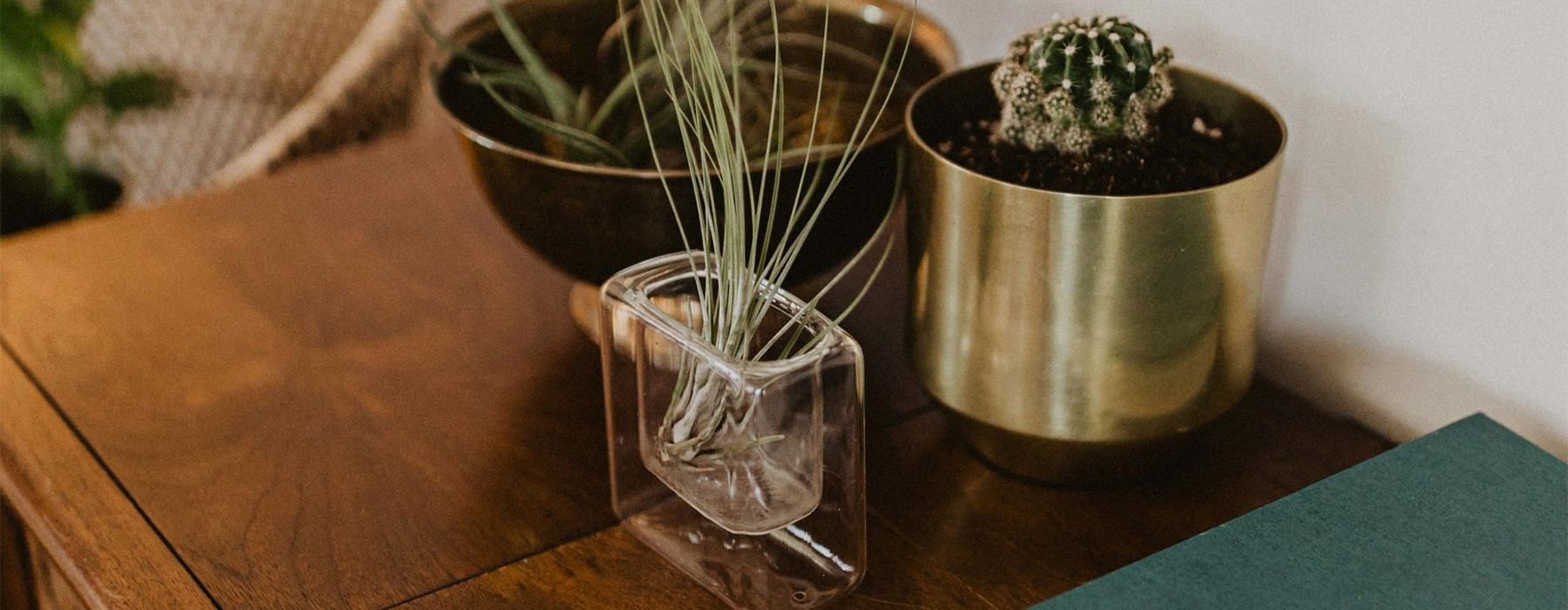 a plant in a pot on a dresser near a book